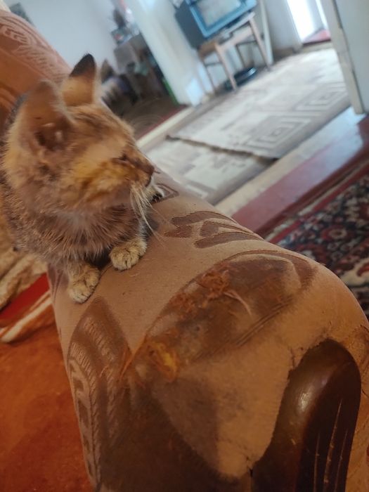 Віддам котят в добрі руки