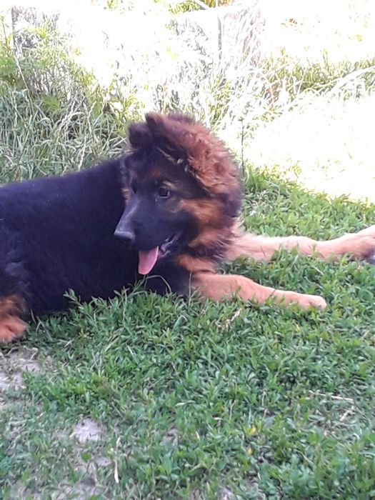 Owczarek niemiecki długowłosy POTĘGA