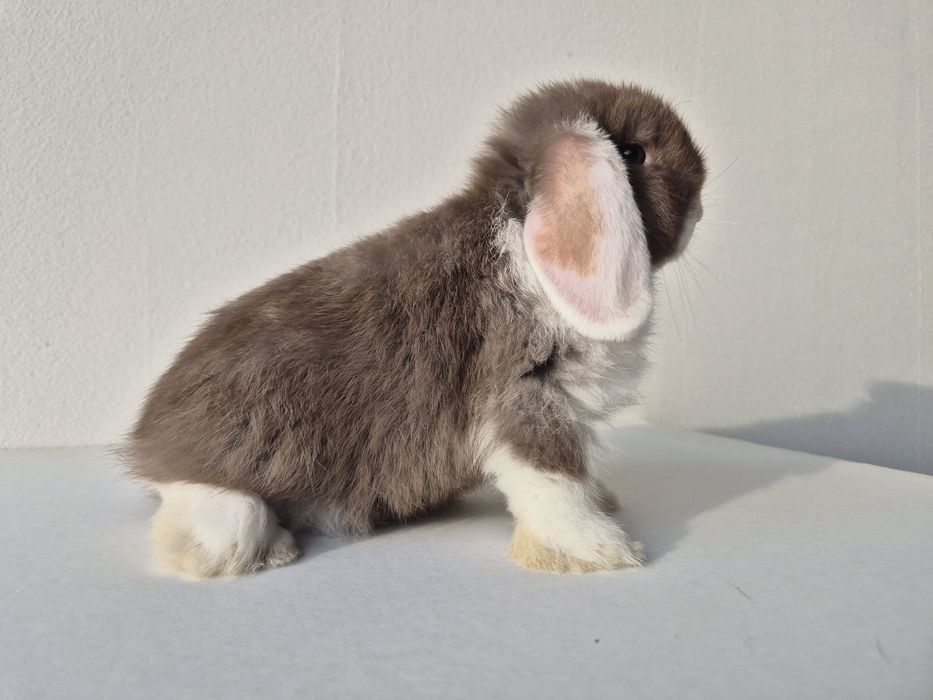 Króliki Mini -Lop Kalisz • OLX.pl