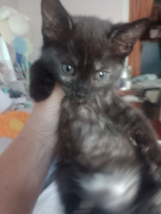 Віддам кошенят безкоштовно