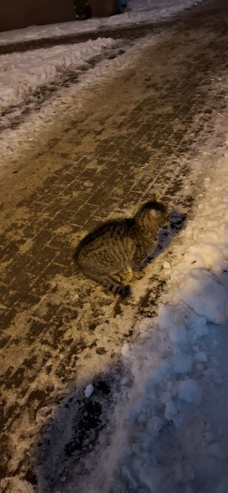 Szukam starego  kotka