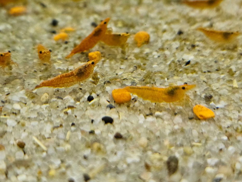 Krewetka Sakura Orange - Ładne