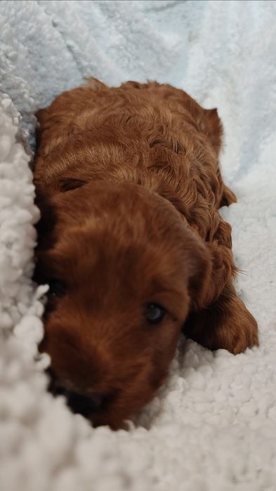 Cockapoo Pies GUFI
