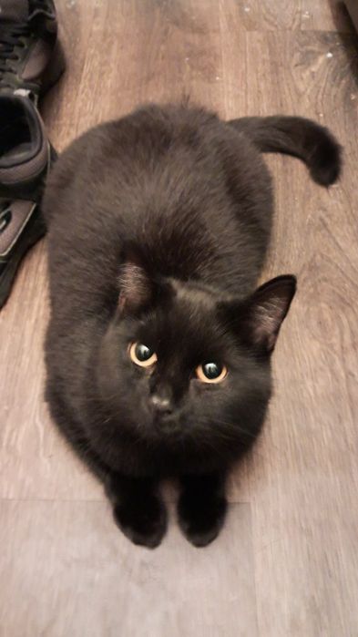 Віддам кішку в добрі руки . Львів