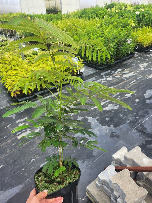 Albicja jedwabista sadzonka w doniczce 2l