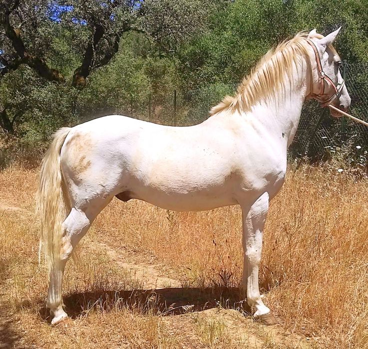 Cavalo cruzado manso