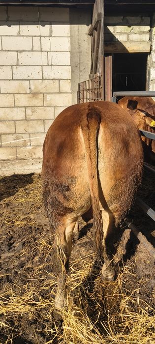 Sprzedam byki limuzine rozplodniki buhaje lm