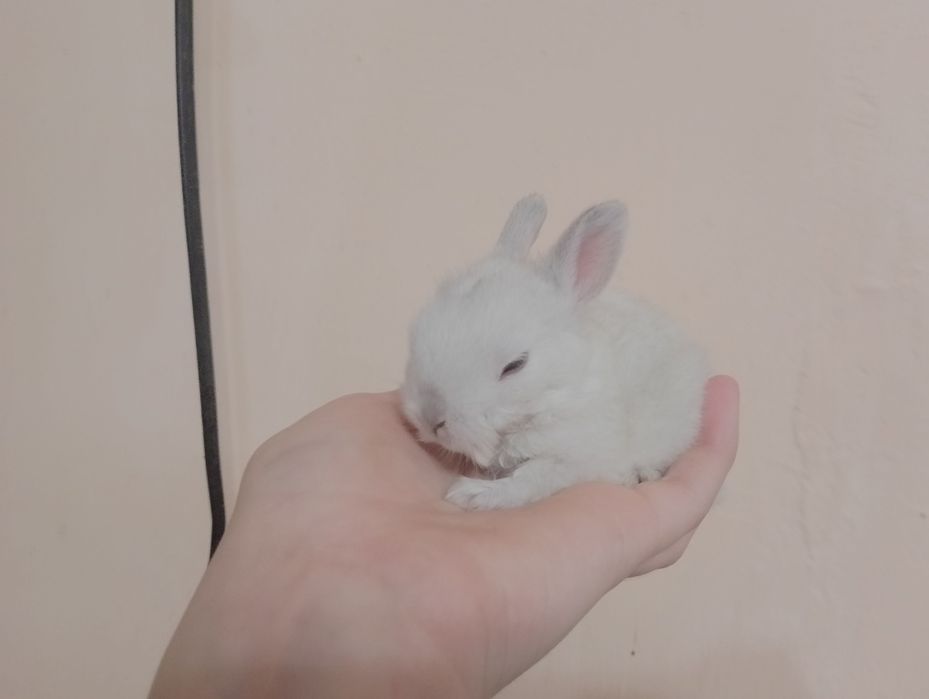 декоративних кроликів