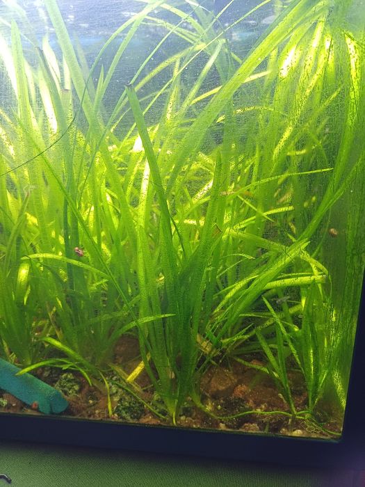 Planta vallisneria  para  aquario