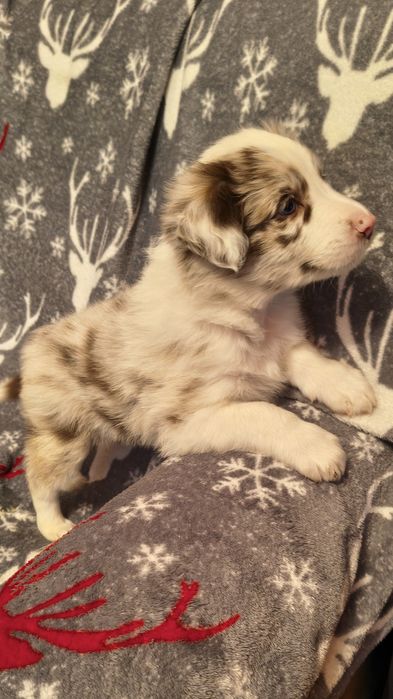 Border Collie szczeniaki