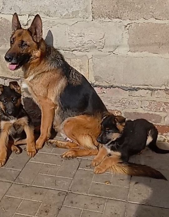 Девочки от ярких и крупных родителей.
