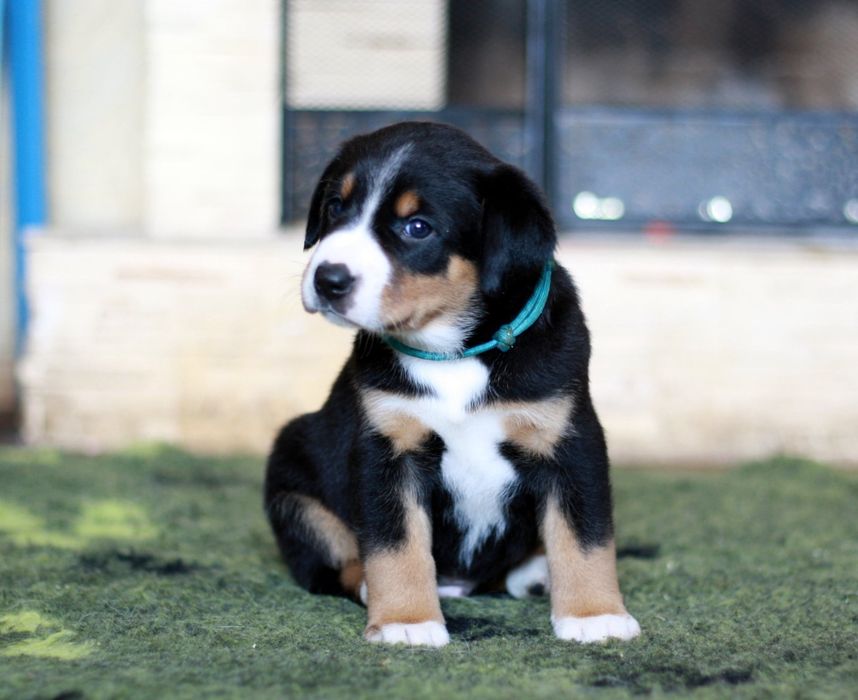 Ентлебухер зенненхунд  ODYSSEUS Энтлебухер зенненхунд!