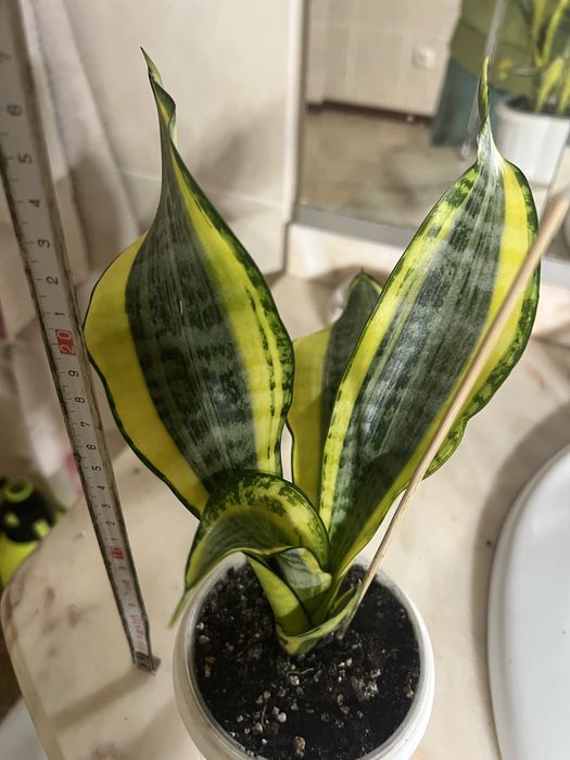 Сансівʼєрія Голден Баннер