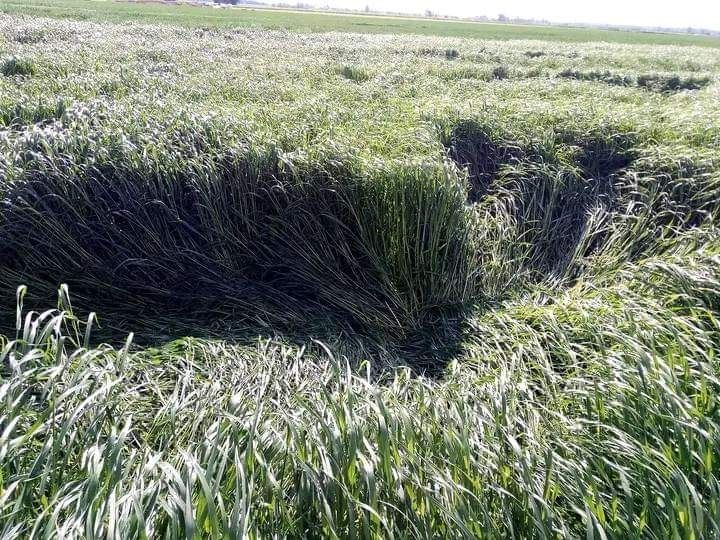 Sprzedam mieszanke gorzowska,  życice wielokwiatowa, lucerna, koniczyna