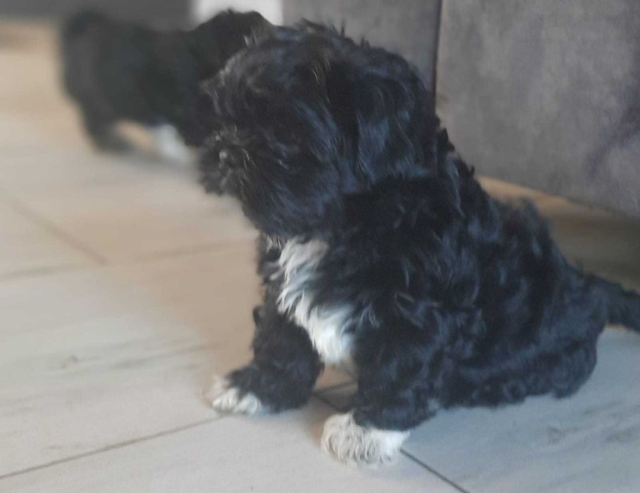Śliczny piesek rasy shih tzu