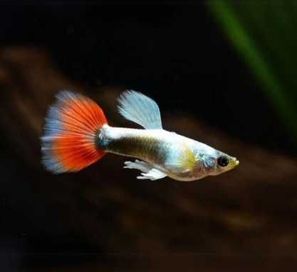 Gupik Santa Claus | Hodowla Łajski