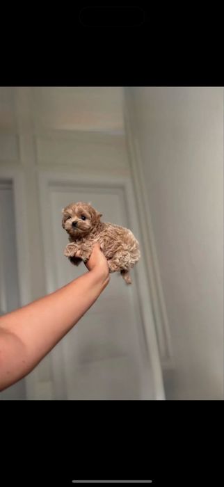 . Мальтіпу .дівчата ( .мини мальтипу )