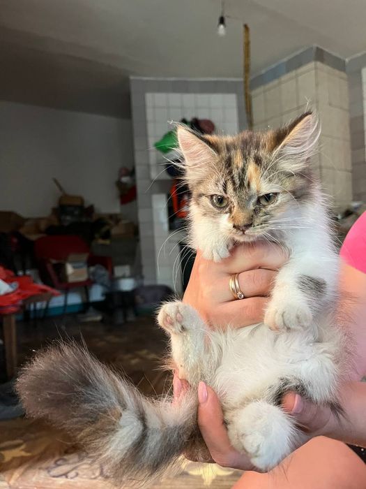 Віддам в добрі руки  кошенят