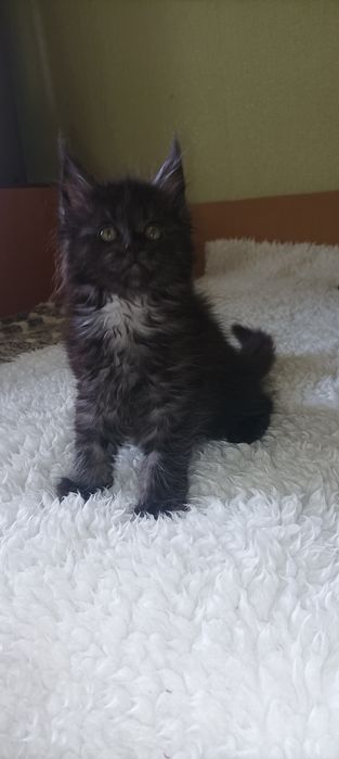 Девочки и мальчик котята мейн-кун.