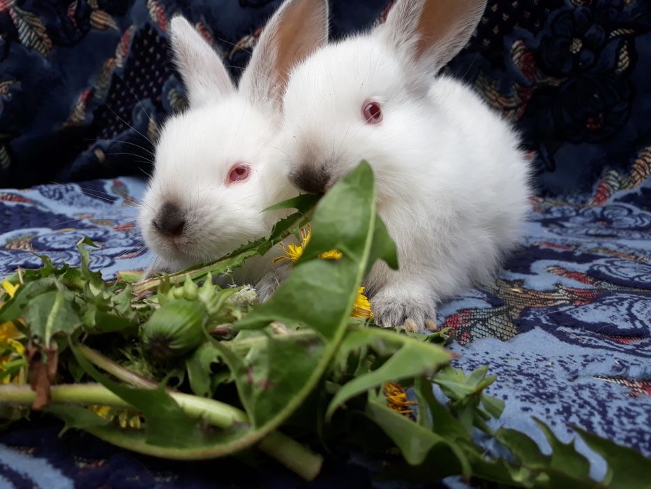 Продам кролики.Каліфорнія.