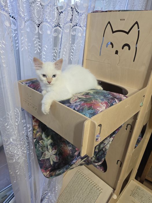 Kocurek syberyjski