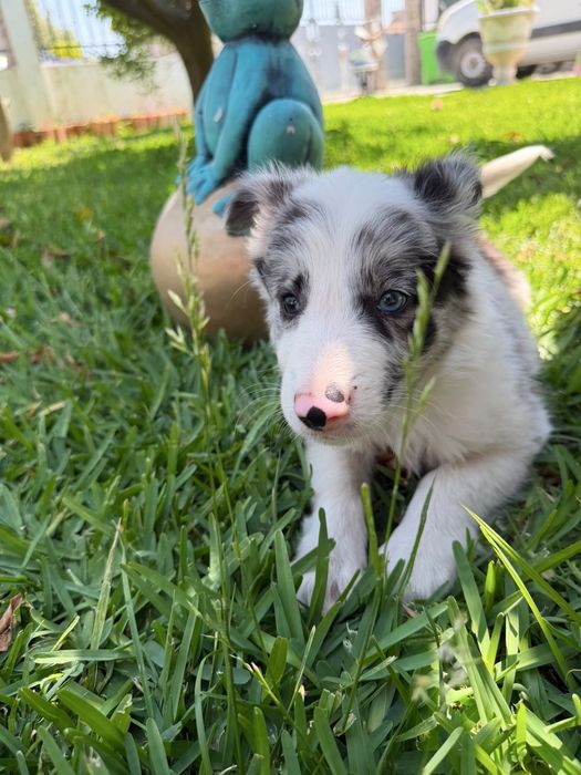 Excelente menino border collie olhos azuis
