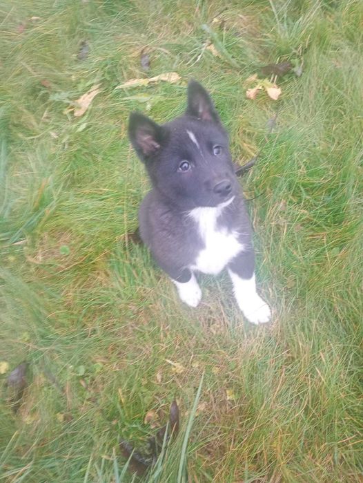 Łajka Zachodniosyberyjska