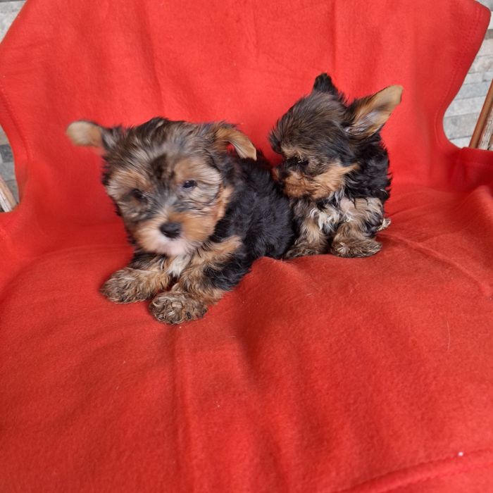 Yorkshire terrier piesek rodowód + wyprawka