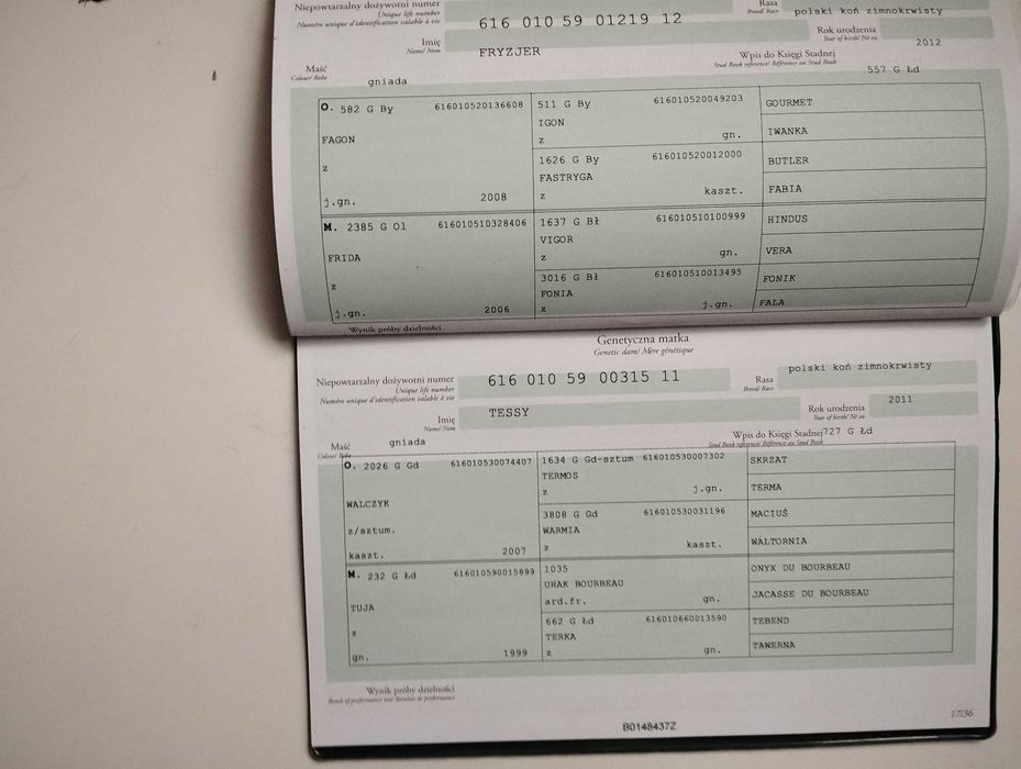 Klacz zimnokrwista 81pkt