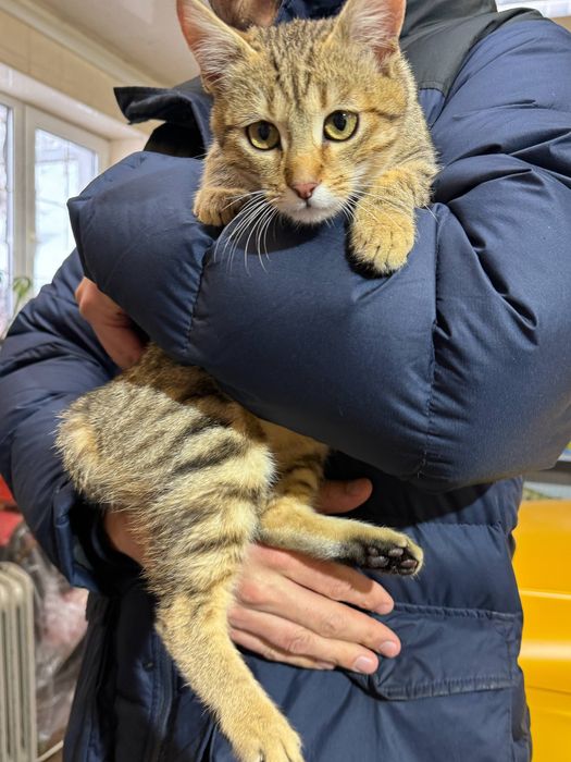 Кошеня, хлопчик 4-5 місяців , Котик , Котеня