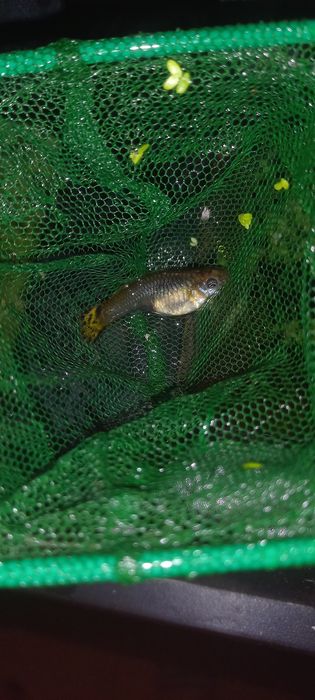 Crias de guppys  XXL criação propria  SUPER RESISTENTE