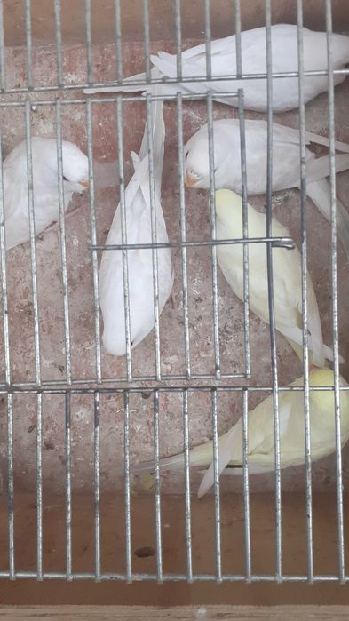 Vendo lote de 11 periquitos