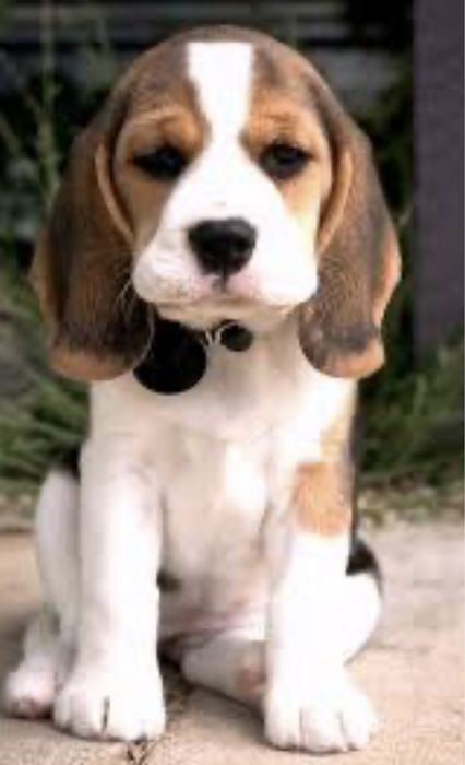 Шукаємо родини. Бігль.