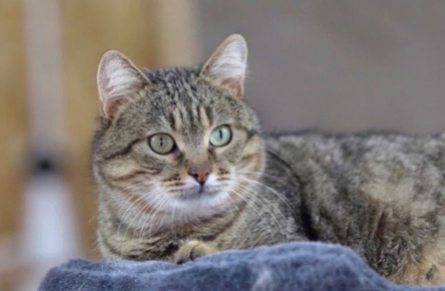 Котик Месси 2 года, кот, кошечка