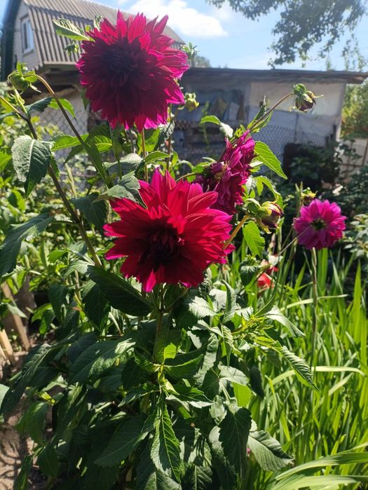 Продам набор сортовых георгин