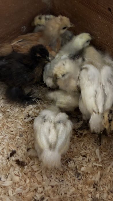 Pintinhos de sedosa