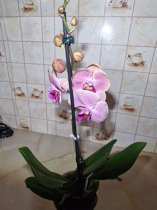 Орхідеї бігліпи та інші сорти