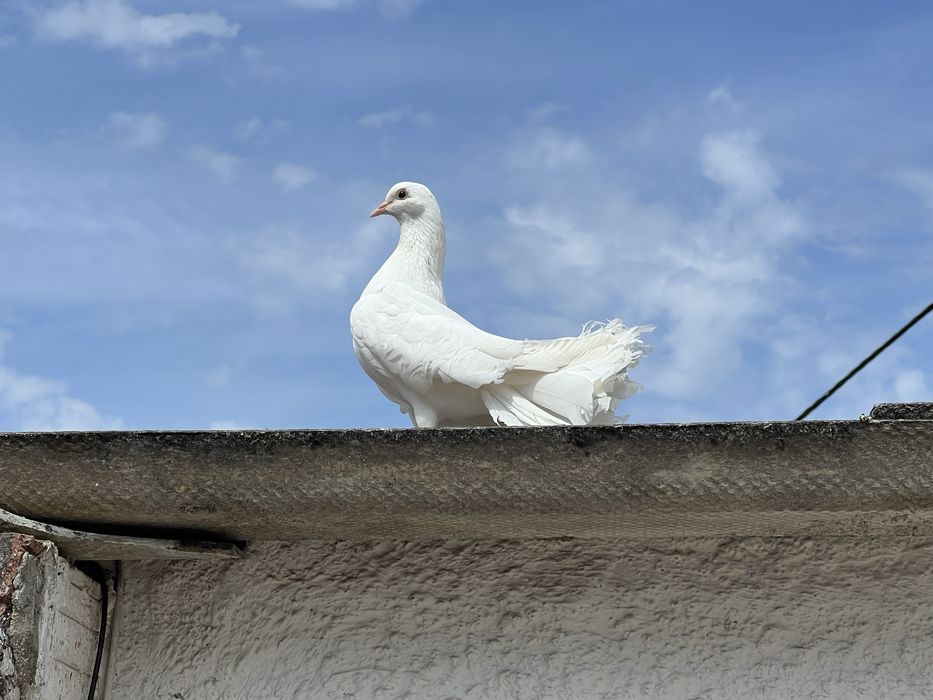 Borrachos de pombo de leque