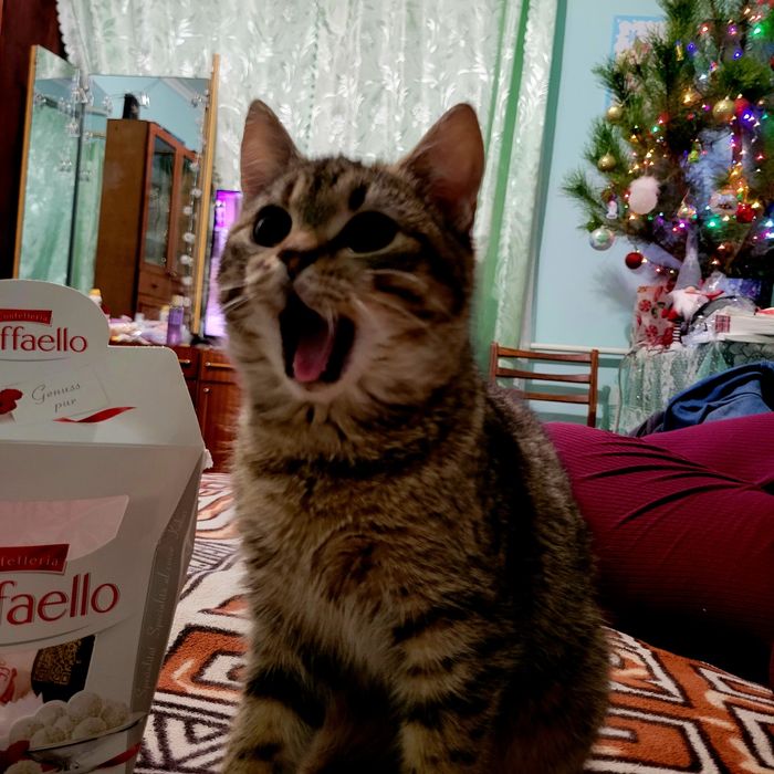 Кішка безкоштовно