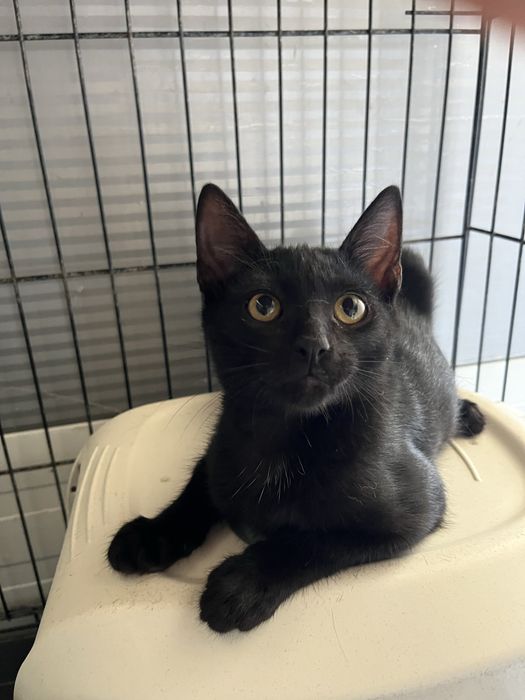 Mogli- Gatinho bebé