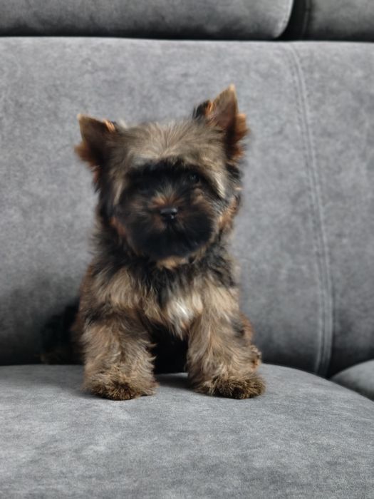 Yorkshire terrier