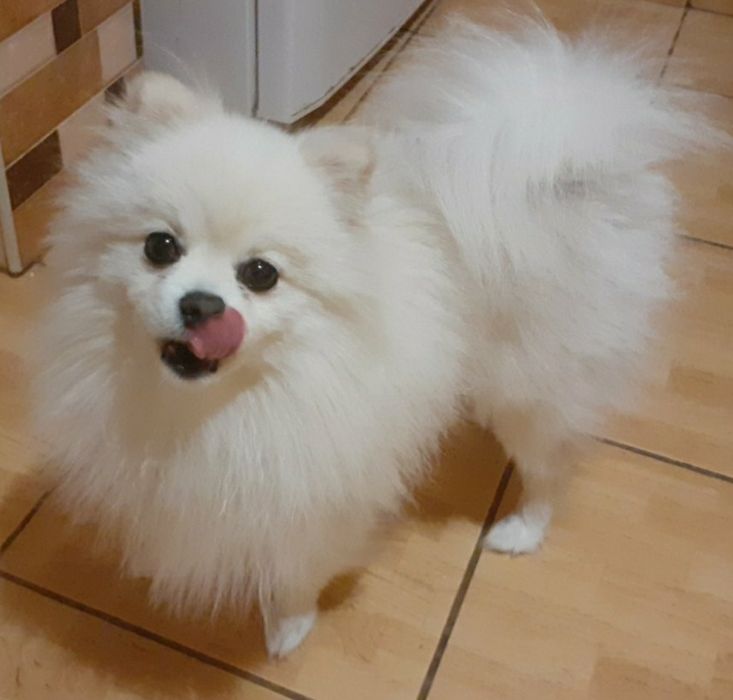 Померанський Шпіц для в'язки