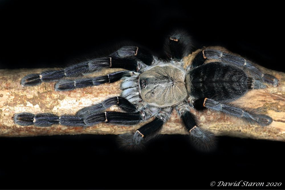 Cyriopagopus sp sumatran tiger l2