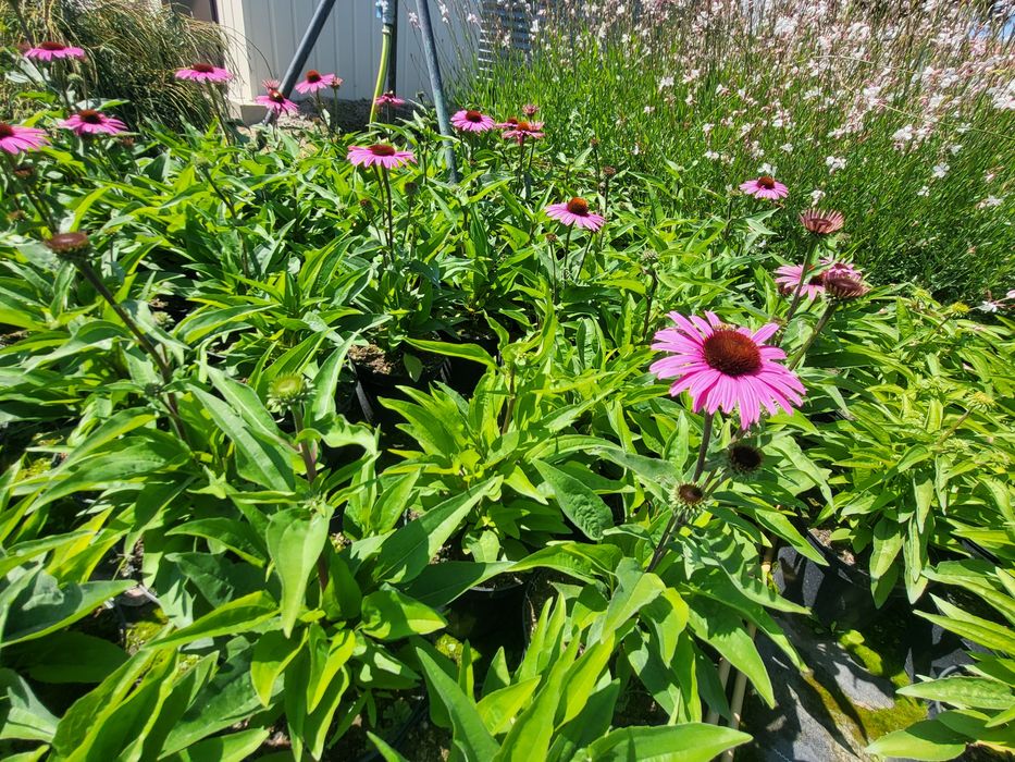 JEŻÓWKA  (Echinacea Moench) , Jeżówki