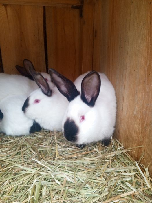 Продаж кроленят вік 4 -5 місяці ціна договірна