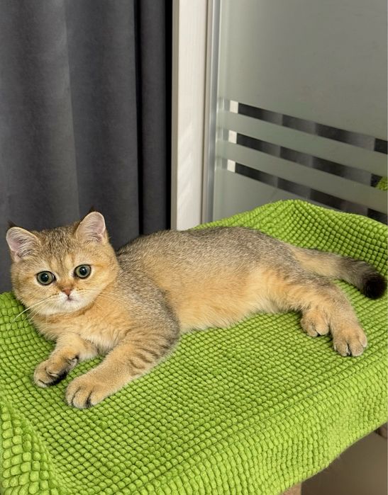 Шотландский мальчик золотая шиншилла