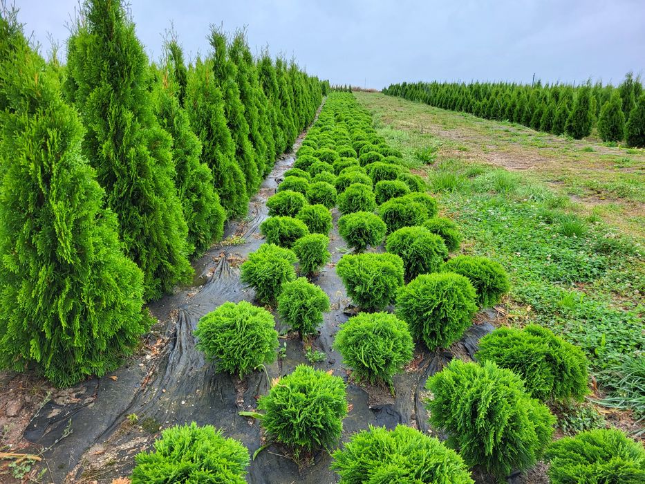 Głogownik na pniu Red Robin,  głogowniki 140-150cm.