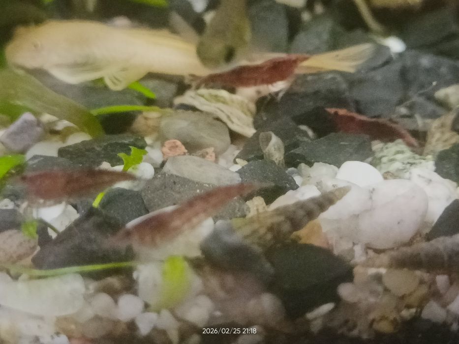 Krewetki akwariowe  Red Cherry