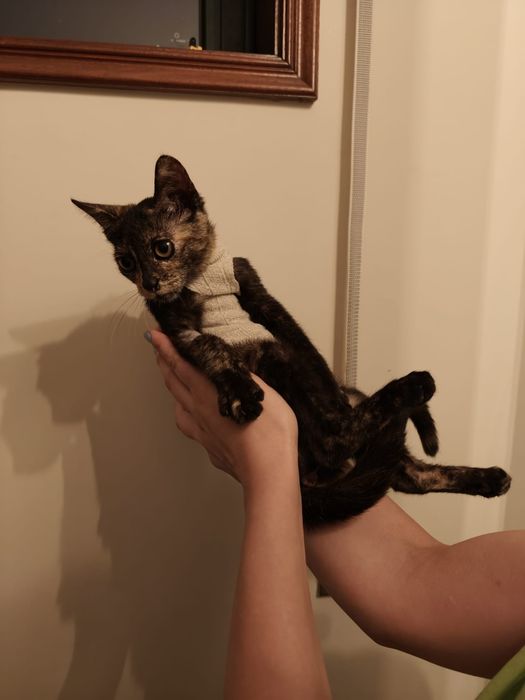Gatinha para adopção