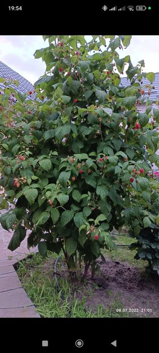 Розы букеты на праздник